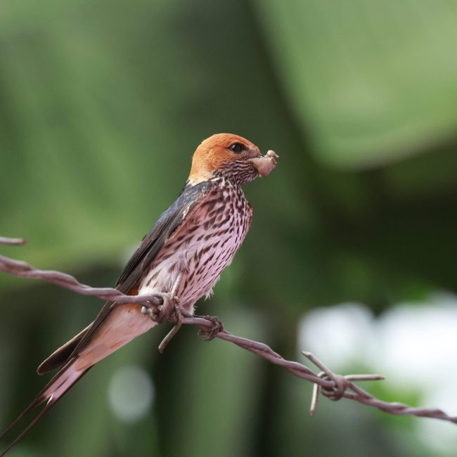 20250720101126_1V0A0296