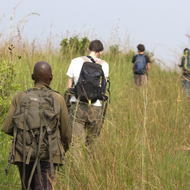 Marche dans la savane