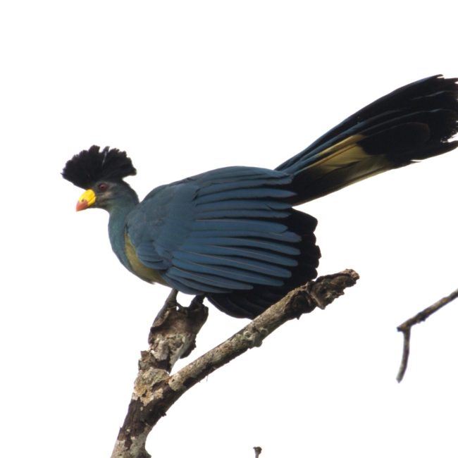 great blue turaco
